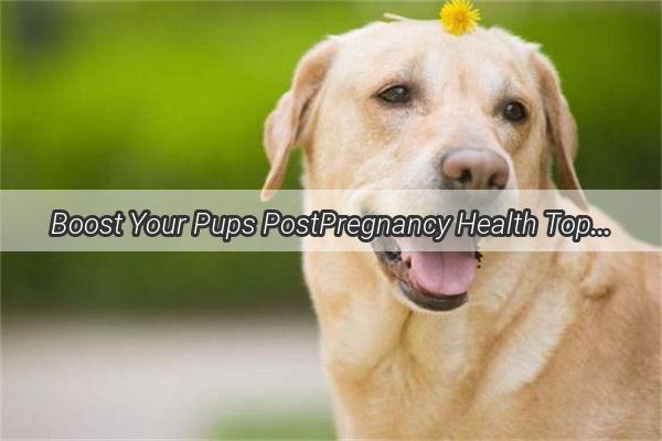 Boost Your Pups PostPregnancy Health Top CalciumRich Foods for a Happy Mommy Dog